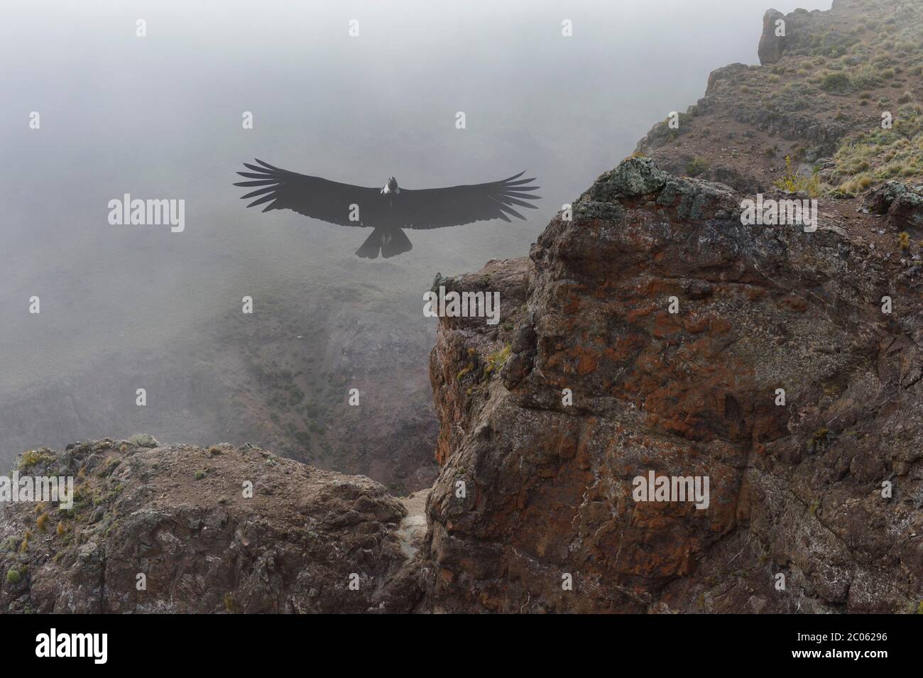 Andino Condor (Vultur gryphus) che sorvola alte scogliere, Coyhaique Alto, Regione di Aysen, Patagonia, Cile Foto Stock