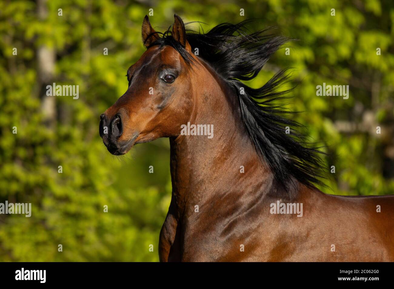 Ritratto di uno stallone arabo bruno purosangue nel pascolo, Tirolo, Austria Foto Stock