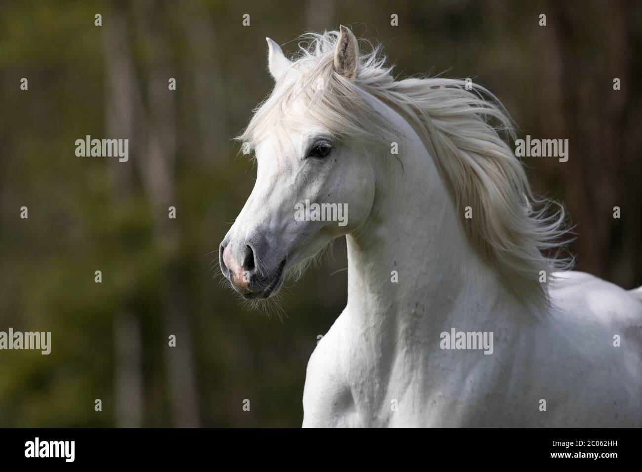 Stallone grigio arabo purosangue , ritratto, Austria Foto Stock