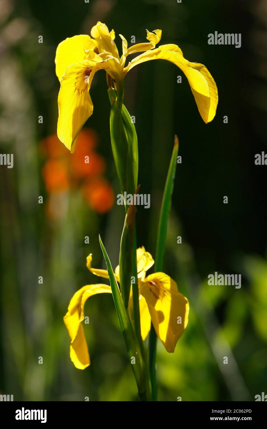 Bandiera gialla (Iris pseudacorus), fiori, Schleswig-Holstein, Germania Foto Stock