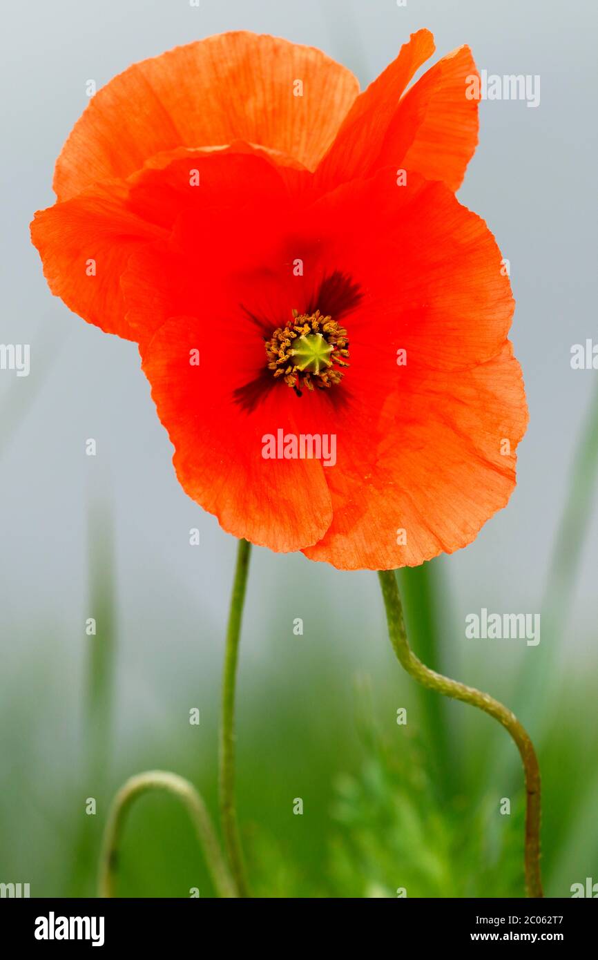 Papavero da seme (Papaver dubium), due fiori, Schleswig-Holstein, Germania Foto Stock