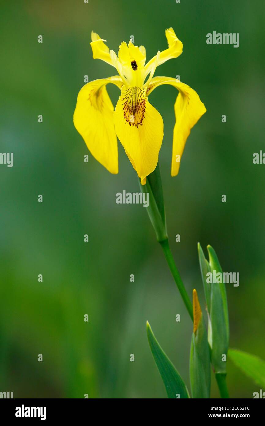 Bandiera gialla (Iris pseudacorus), fiore, Schleswig-Holstein, Germania Foto Stock
