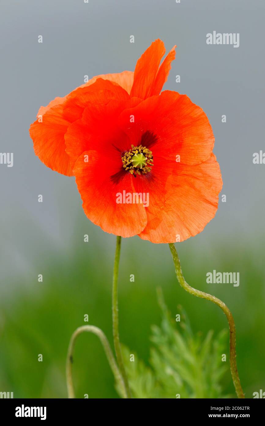 Papavero da seme (Papaver dubium), due fiori, Schleswig-Holstein, Germania Foto Stock