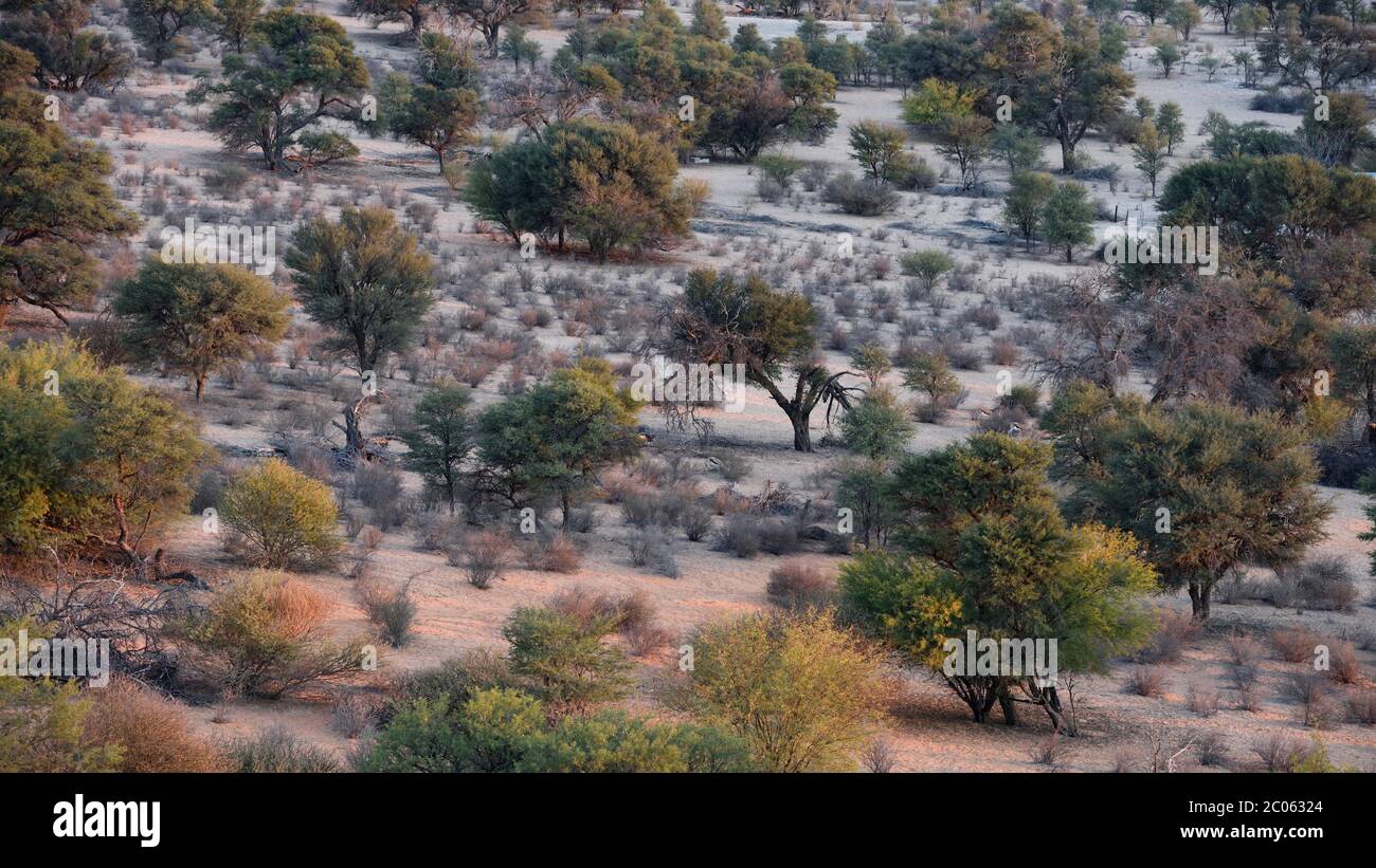 Savana secca alla luce della sera, con cespugli e alberi, Kalahari meridionale, Namibia Foto Stock