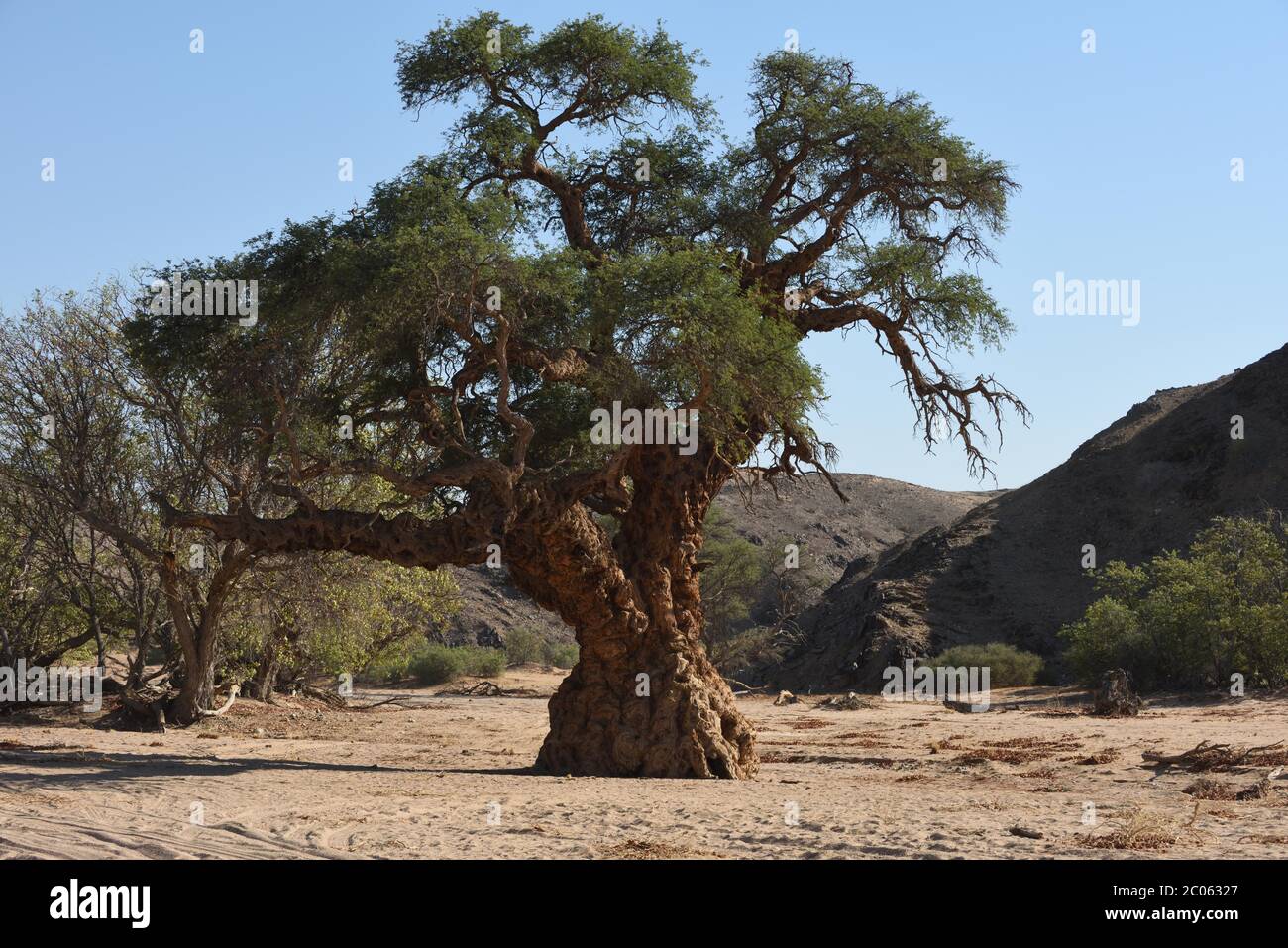 Antico albero nel letto del fiume Aba Huab, nella regione di Kunene, Damaraland, Namibia Foto Stock