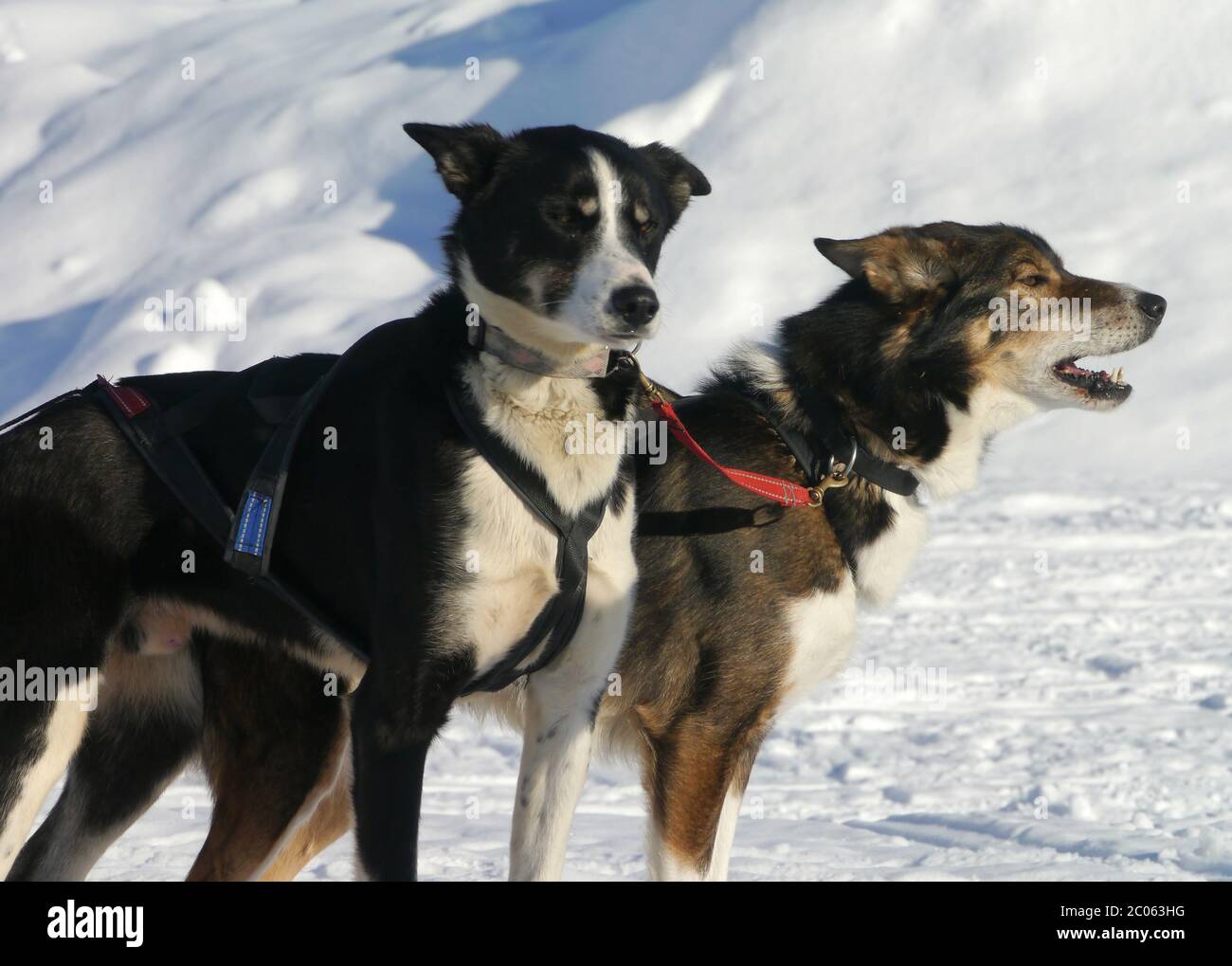 Slitte trainate da cani Foto Stock