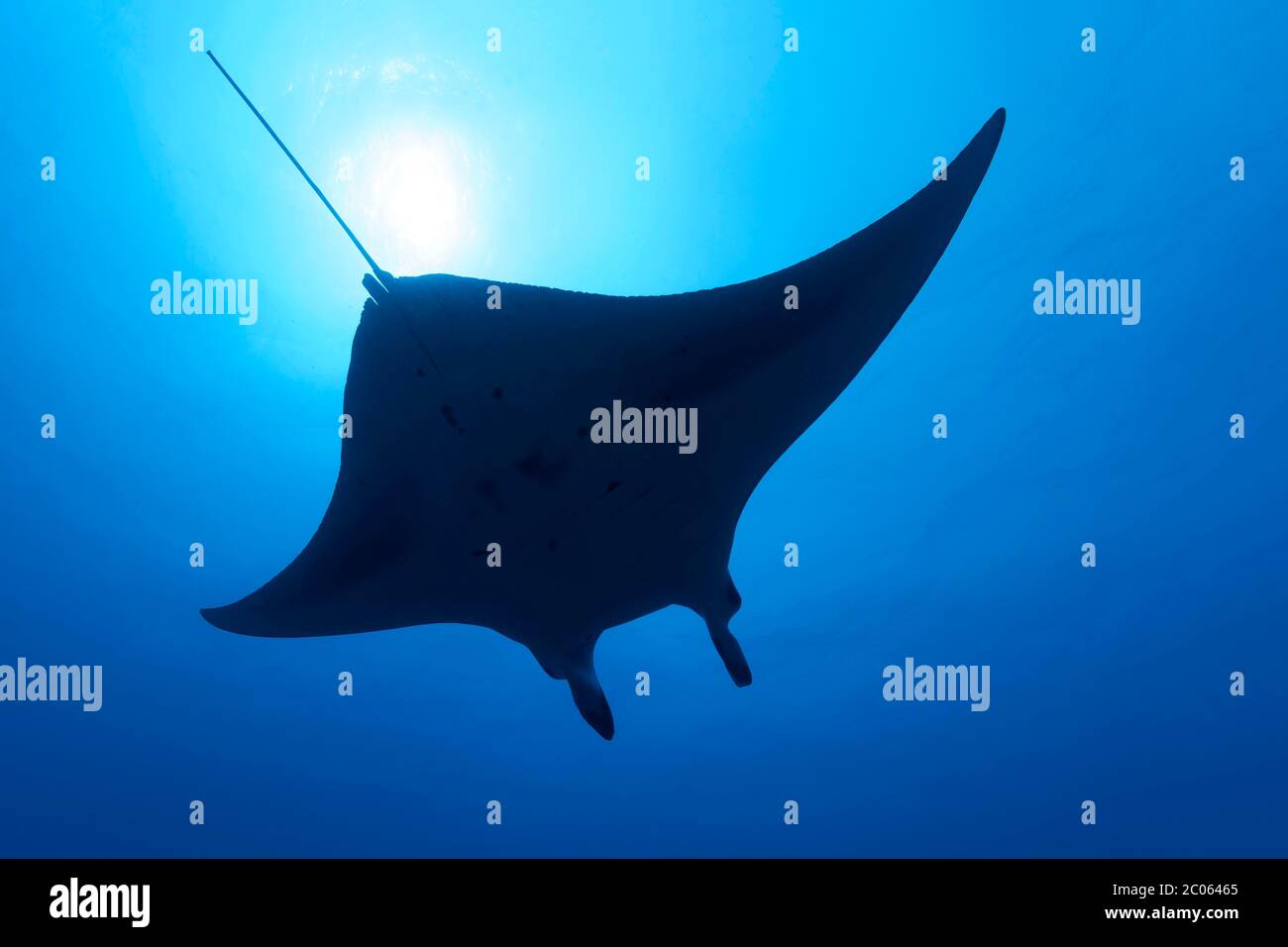 Reef Manta ray (Moula alfredi), silhouette, nuoto in acqua blu, retroilluminazione, Grande barriera Corallina, Mare dei Coralli, Oceano Pacifico, Australia Foto Stock