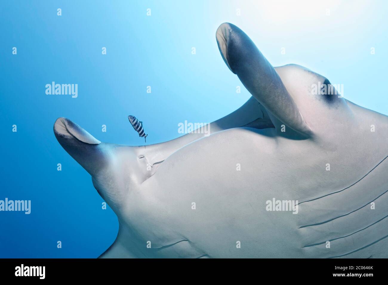 Pilota di pesce (ductor Naucres) che nuota di fronte alla bocca, Manta ray (Mobula alfredi) con pinne di testa arricciate, Grande barriera Corallina, Mare dei Coralli Foto Stock