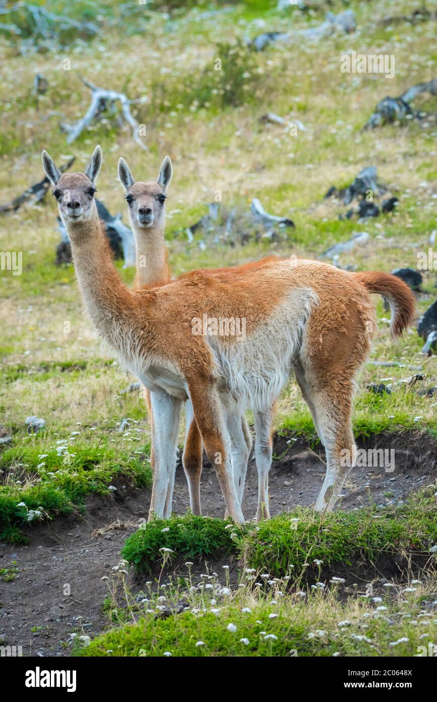 Guanacos (Llama guanicoe), Parco Nazionale Torres del Paine, Regione di Magallanes y de la Antartica Chilena, Patagonia, Cile Foto Stock