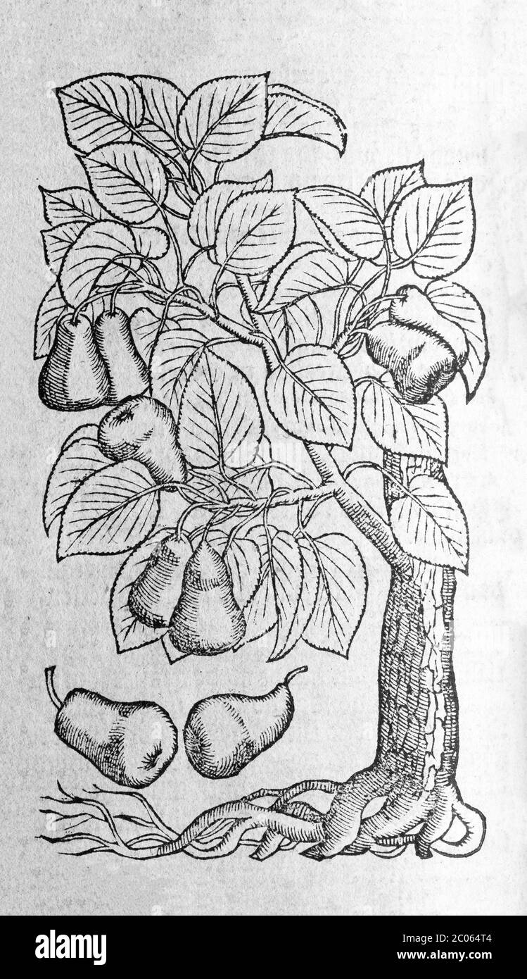 Pera (Pyrus), taglio di legno, da una nuova erbe o storia di piante di Rembert Dodoens (1516-1585), Londra, Inghilterra, 1578 Foto Stock