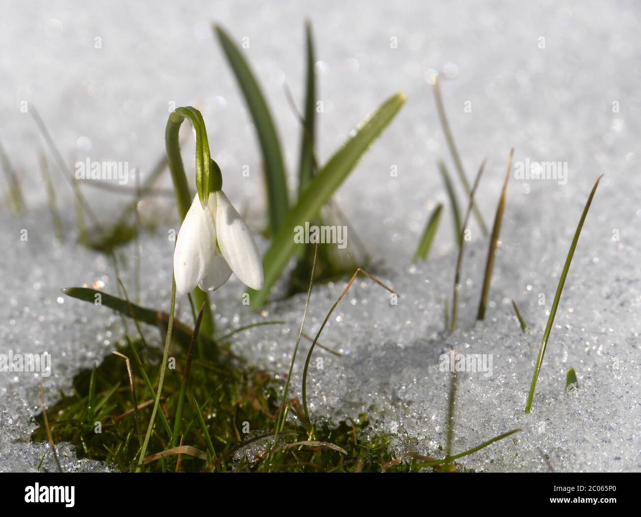 Risveglio di primavera Foto Stock