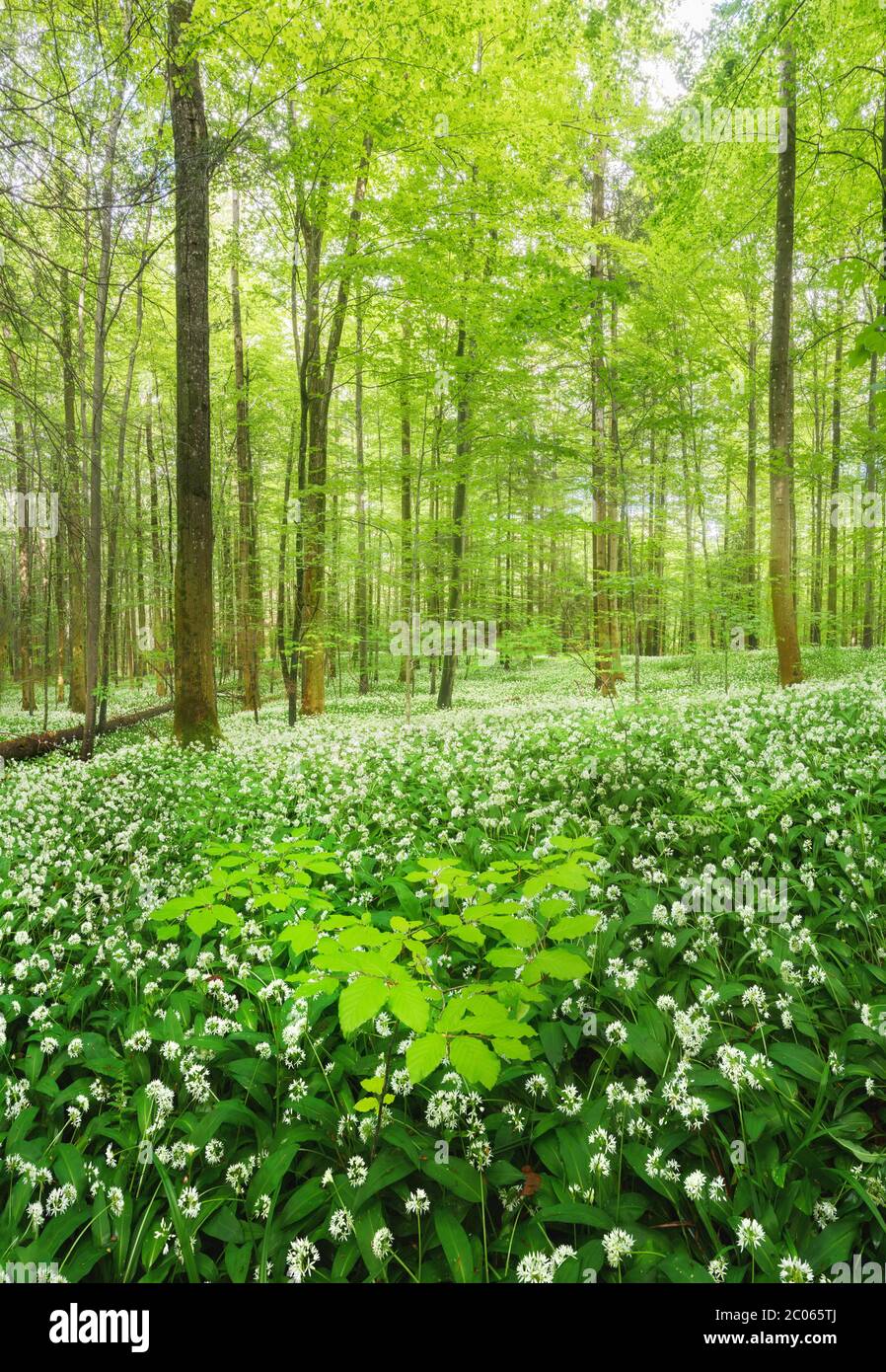 Ramsons in fiore (Allium ursinum), faggeta, foresta di Sihl vicino a Zurigo, Canton Zurigo, Svizzera Foto Stock