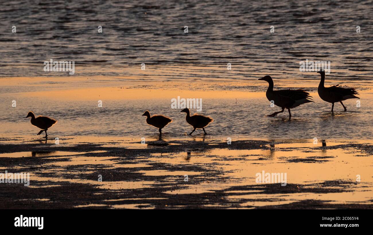 Oche grigiastre (Anser anser) con animali giovani che guazzano in acqua al tramonto, Lago Neusiedl, Parco Nazionale del Lago Neusiedl, Burgenland, Austria Foto Stock