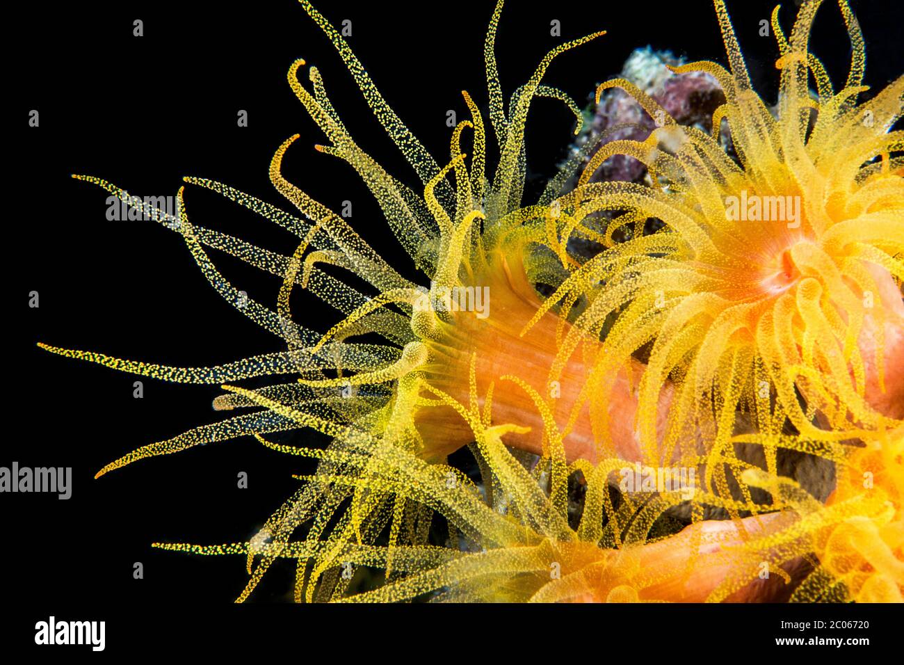 Orange Cup Coral (Tutraea coccinea), Filippine Foto Stock