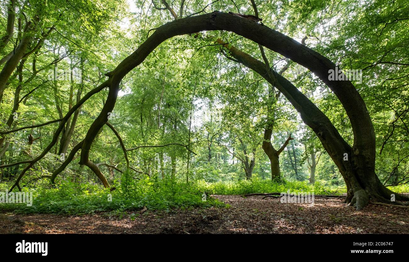 Un grande albero piegato che forma un arco in bosco vicino Worcester, Regno Unito. Foto Stock