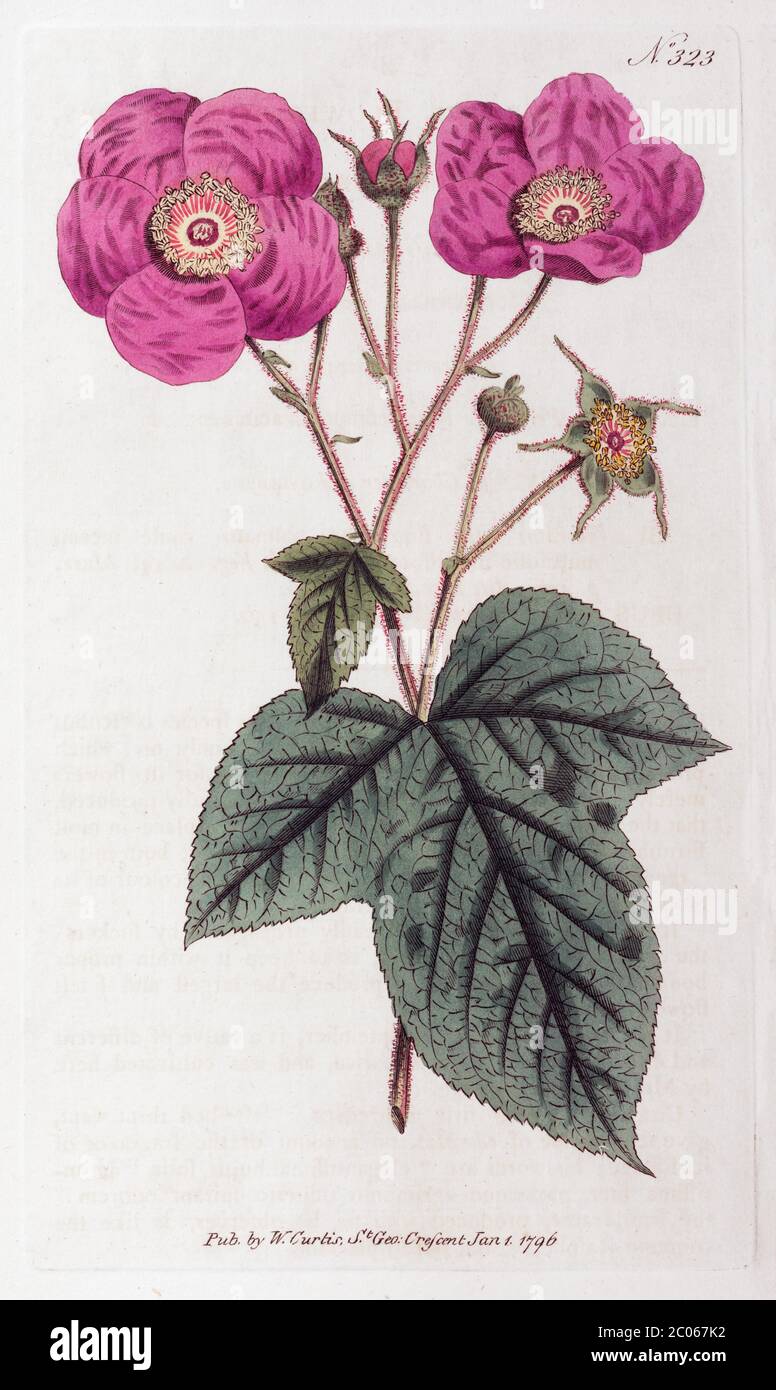 Lampone a fiore viola (Rubus odoratus), incisione a mano su copperplate da William Curtis Botanical Magazine, Londra, 1796 Foto Stock