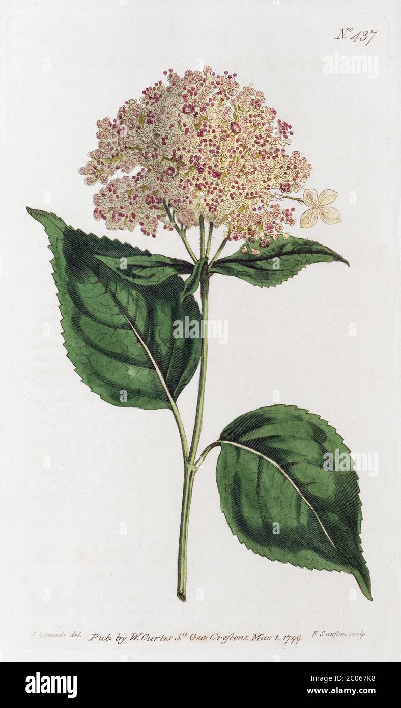 HYdrangea liscio o (Hydrangea arborescens), incisione in rame colorato a mano di Sansom da William Curtis Botanical Magazine, Londra, 1799 Foto Stock