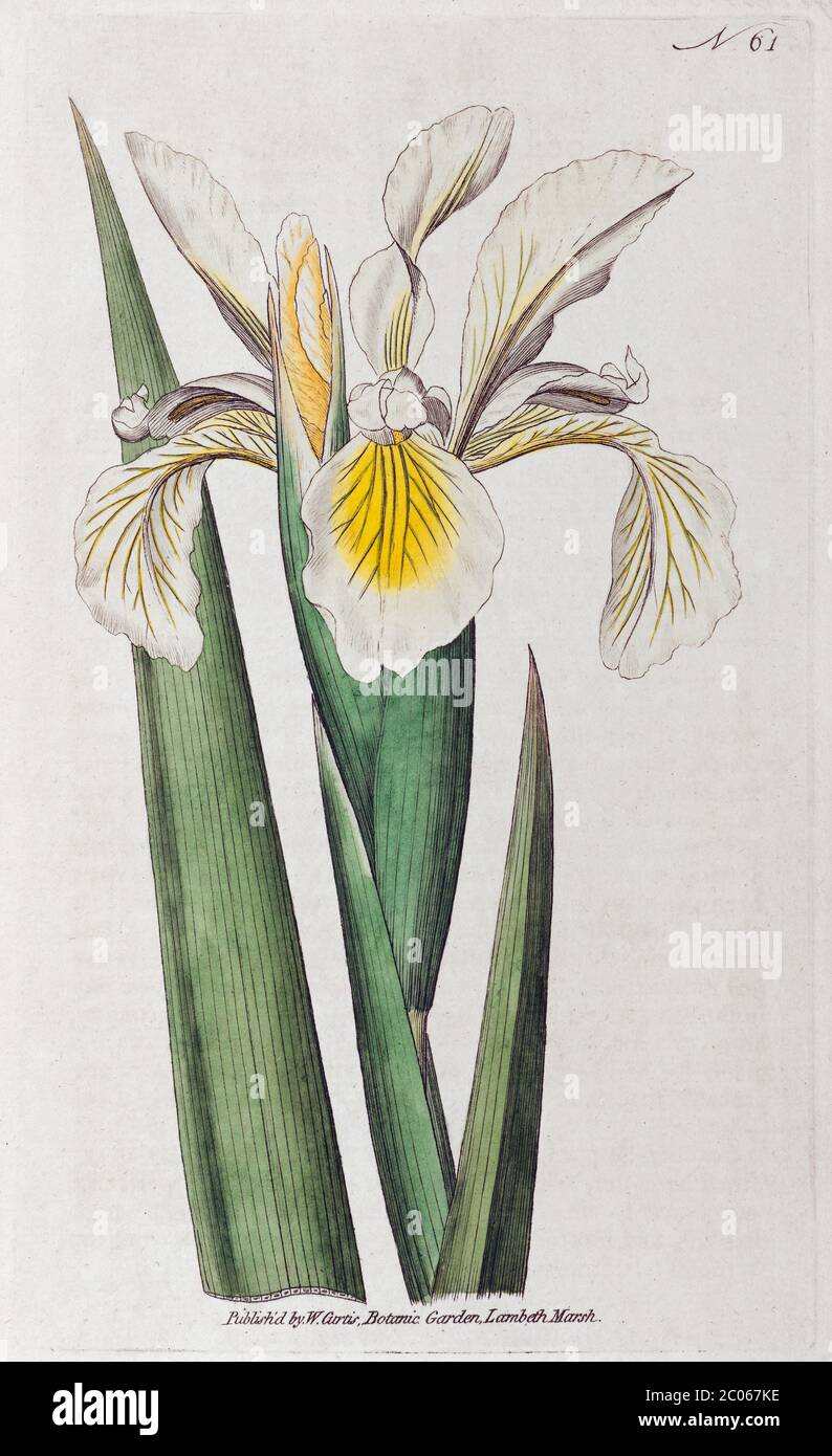 Steppe iris (Iris ocroleuca), incisione a mano su copperplate da William Curtis Botanical Magazine, Londra, 1790 Foto Stock