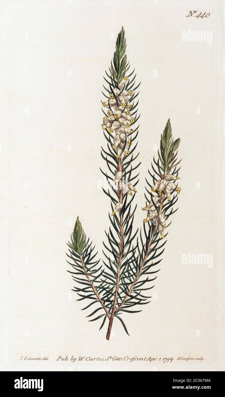 Heather (Erica), incisione in rame colorata a mano di Sansom della William Curtis Botanical Magazine, Londra, 1793 Foto Stock