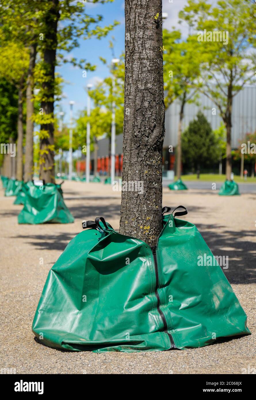 I sacchi di acqua irrigano gli alberi nella zona urbana durante la siccità, Essen, Ruhr, Renania settentrionale-Vestfalia, Germania Foto Stock