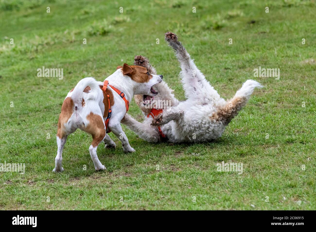 Un filo capelli Fox Terrier e Jack Russell Terrier giocare a rude Abington Park, Northampton, Inghilterra, Regno Unito. Foto Stock