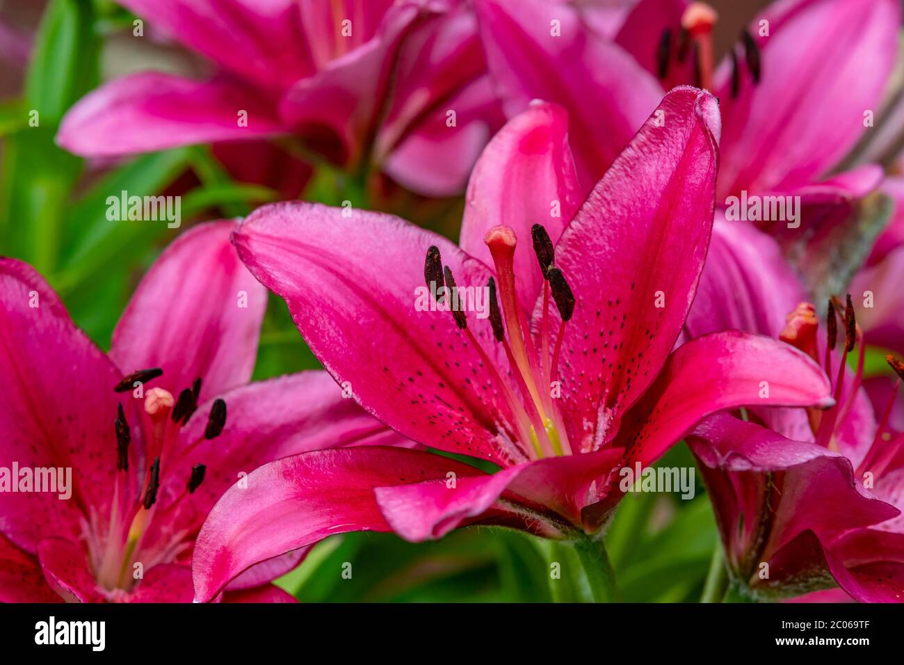 Lily Oriental Space Star piantato in un vaso da giardino, Northampton, Inghilterra, Regno Unito, Foto Stock