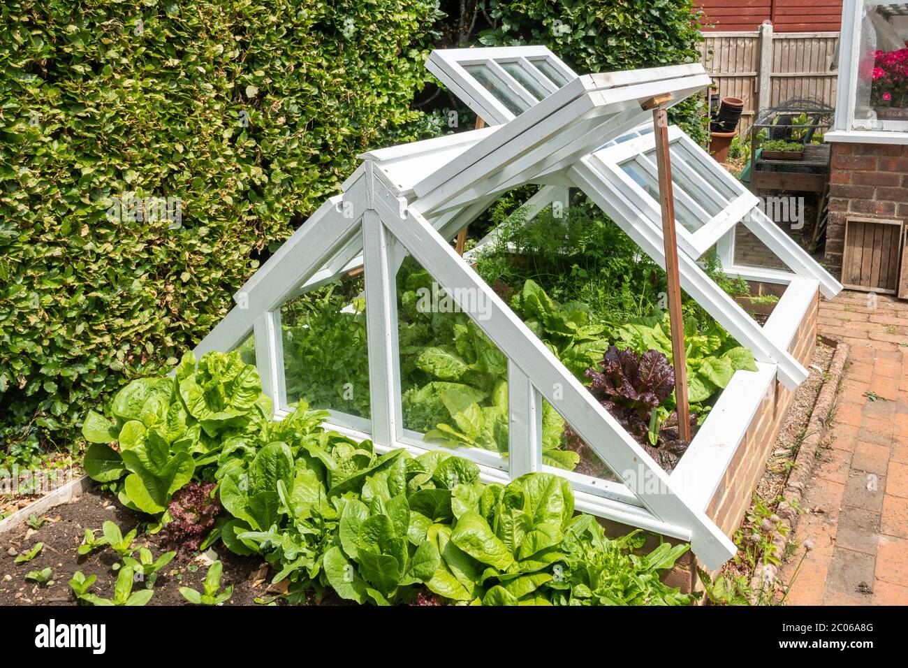 Lattughe e altre piante di foglie di insalata che crescono in una cornice fredda in un giardino nel mese di giugno, Regno Unito Foto Stock