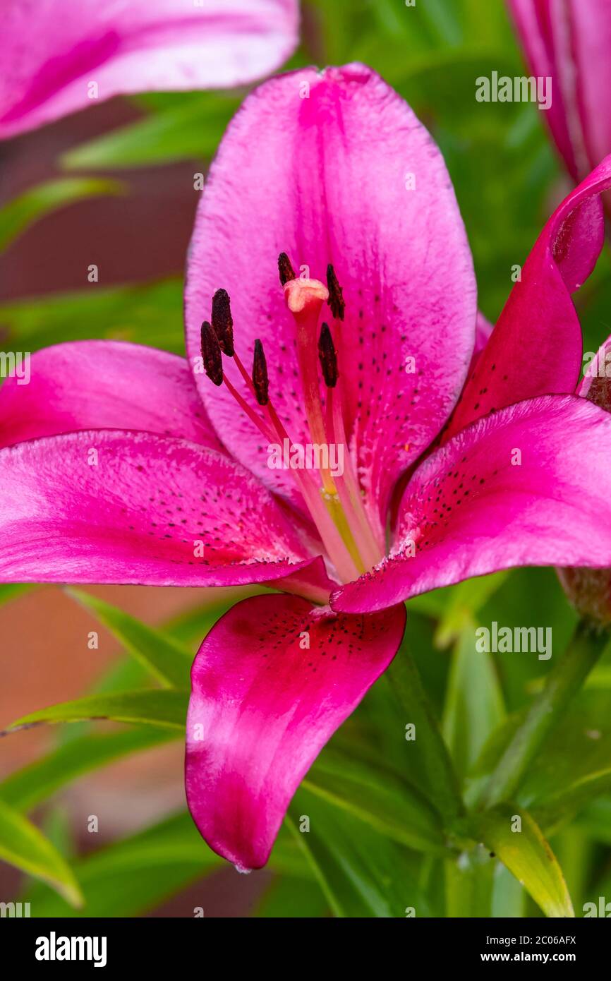 Lily Oriental Space Star in un grande giardino pentola, Northampton, Inghilterra, Regno Unito, Foto Stock