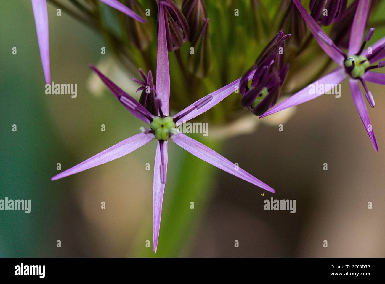 I fiori di una stella di Persia (Allium cristophii) Foto Stock