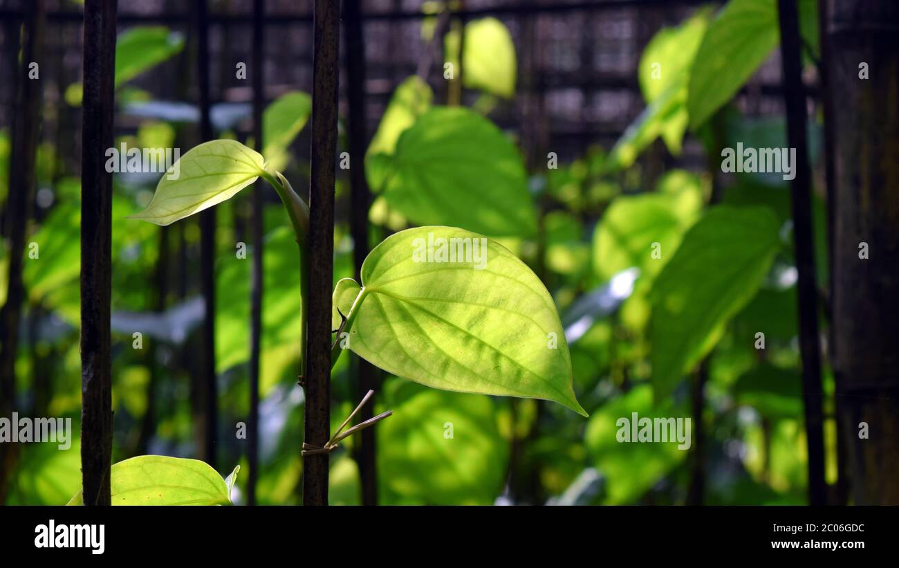 Foglie verdi di betel nel giardino Foto Stock