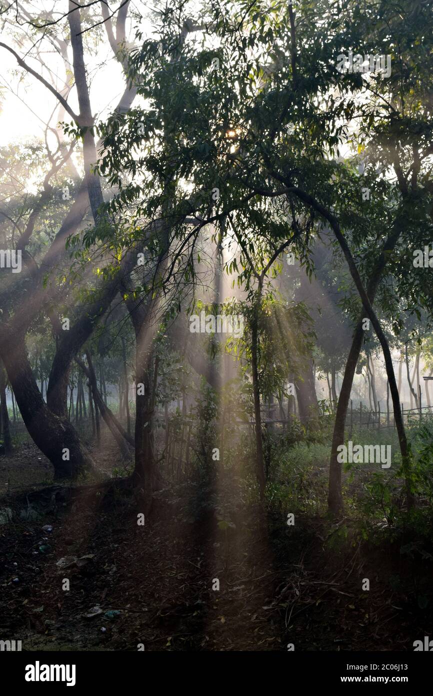 Mattina sole raggio nella natura della foresta Foto Stock