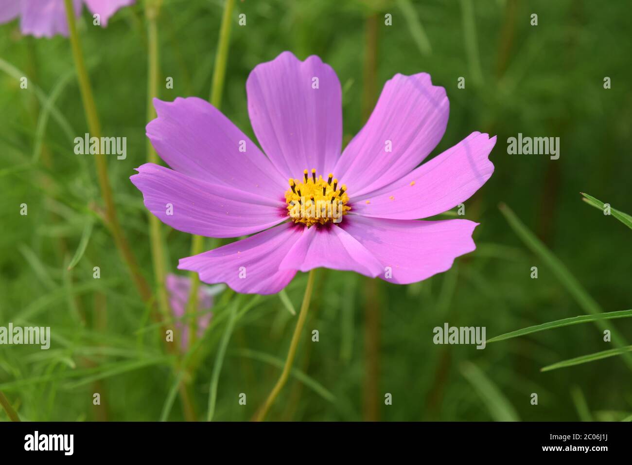 Bella rosa Cosmo fiore su sfondo verde isolato Foto Stock