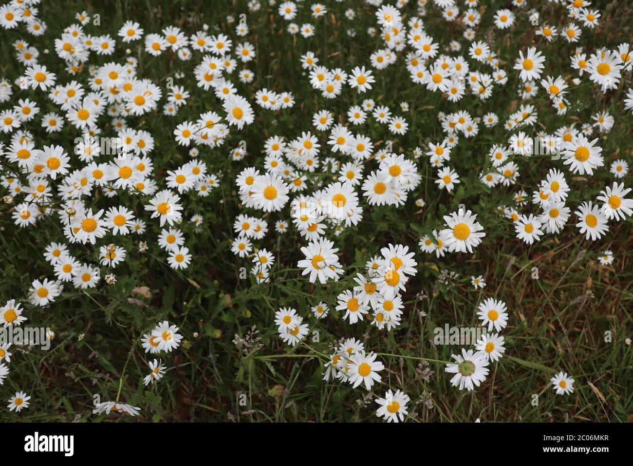 Oxeye daisiesn Foto Stock