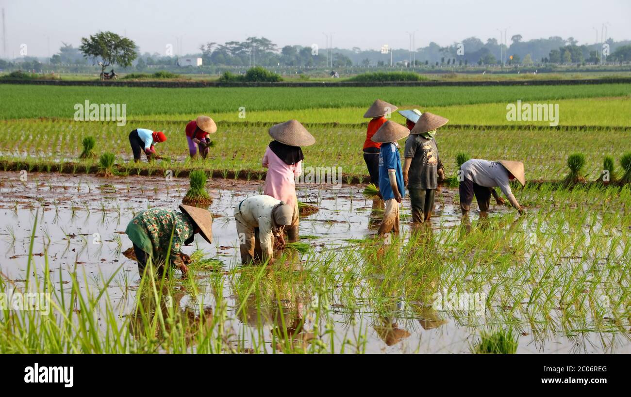 Coltivatori coltivano il riso nella stagione piovosa. Sono stati impregnati di acqua e fango per essere preparati per piantare. Batang Indonesia, 6 giugno 2020 Foto Stock