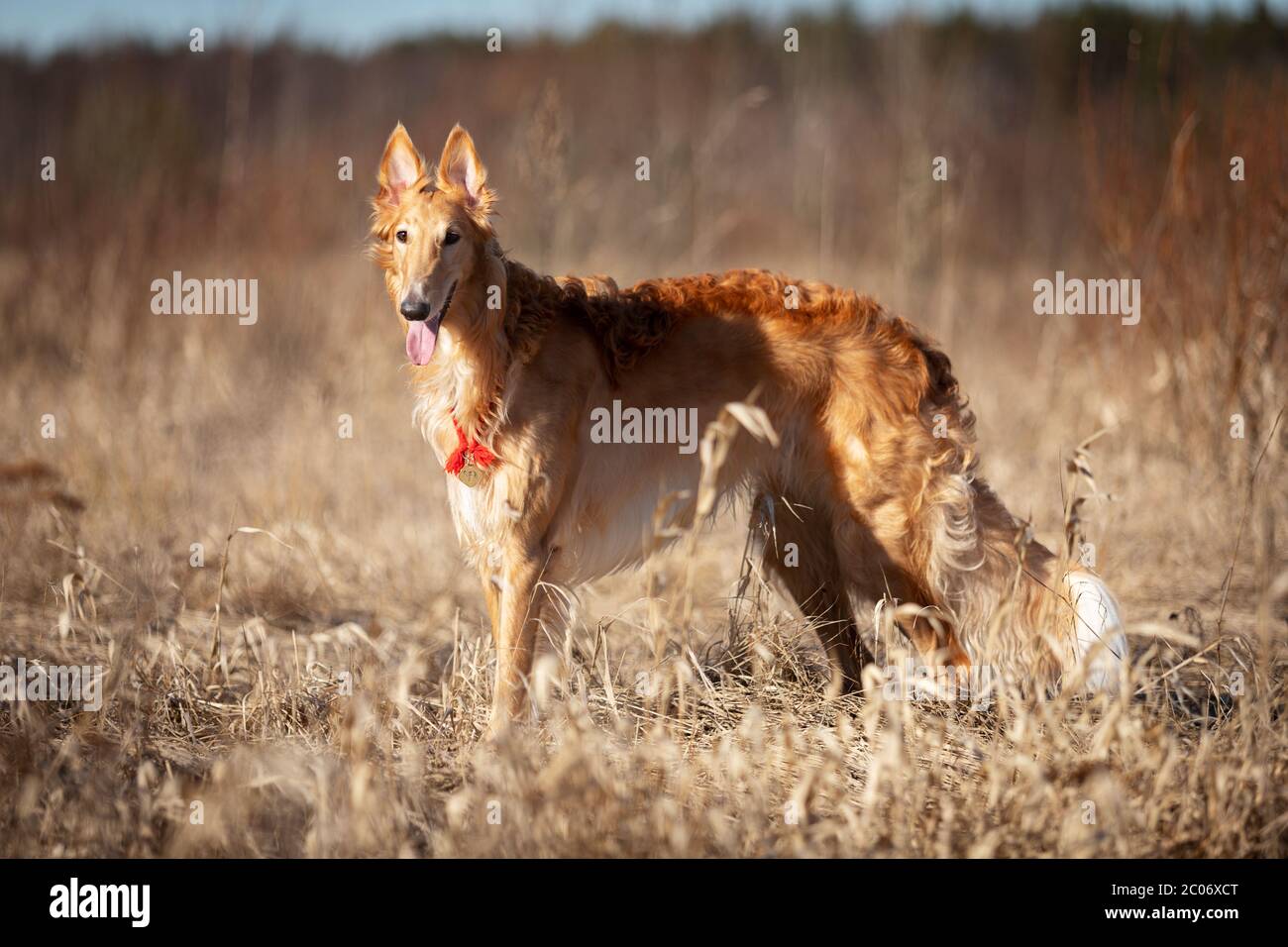 Cucciolo rosso di bortoi cammina all'aperto in primavera giorno, russo sospiro, undici mesi Foto Stock