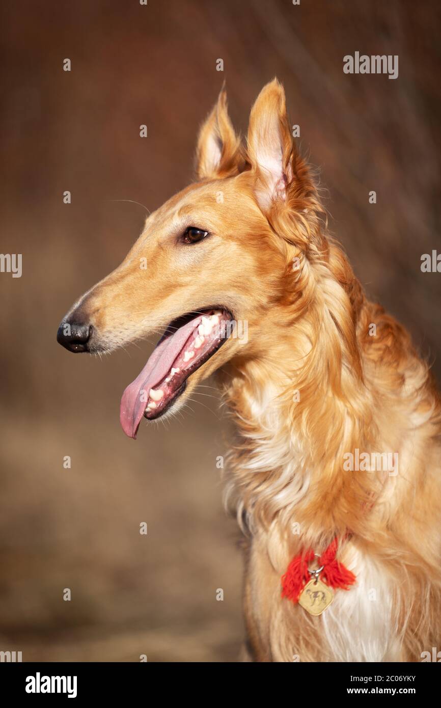 Cucciolo rosso di bortoi cammina all'aperto in primavera giorno, russo sospiro, undici mesi Foto Stock