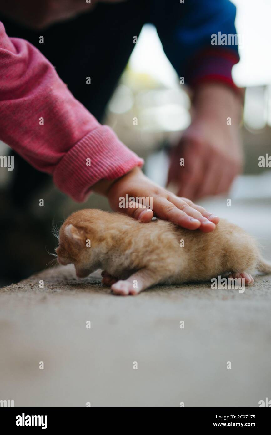 Mani di bambina che cudding il suo gatto. Foto Stock