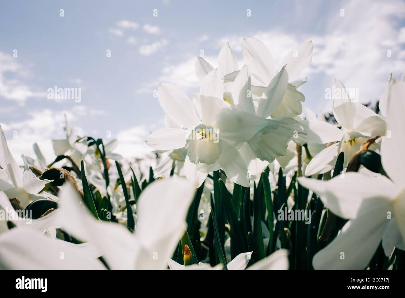 Campo di narcisi bianchi narcisi in una bella giornata di sole Foto Stock
