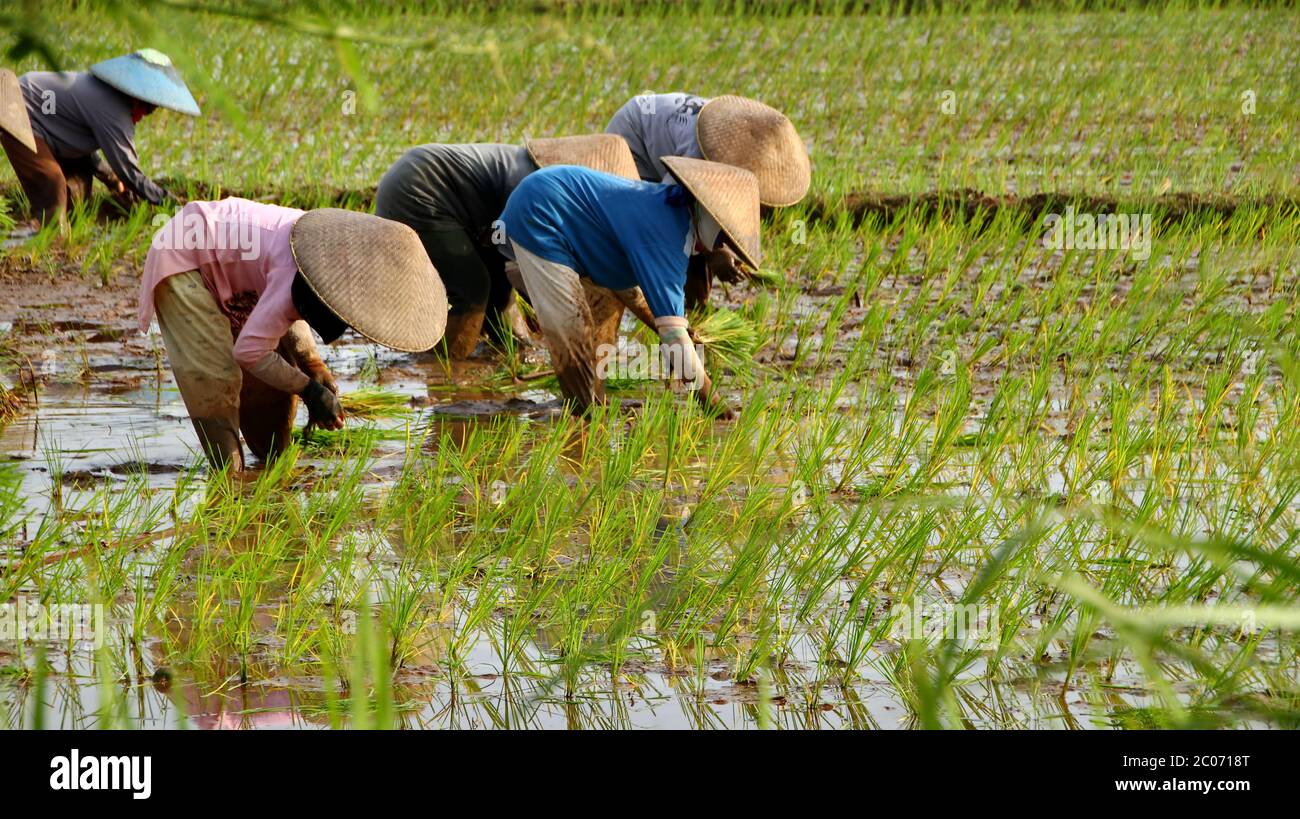 Gli agricoltori coltivano il riso nella stagione delle piogge. Esse sono state bagnate con acqua e fango per essere preparati per la semina. Foto Stock