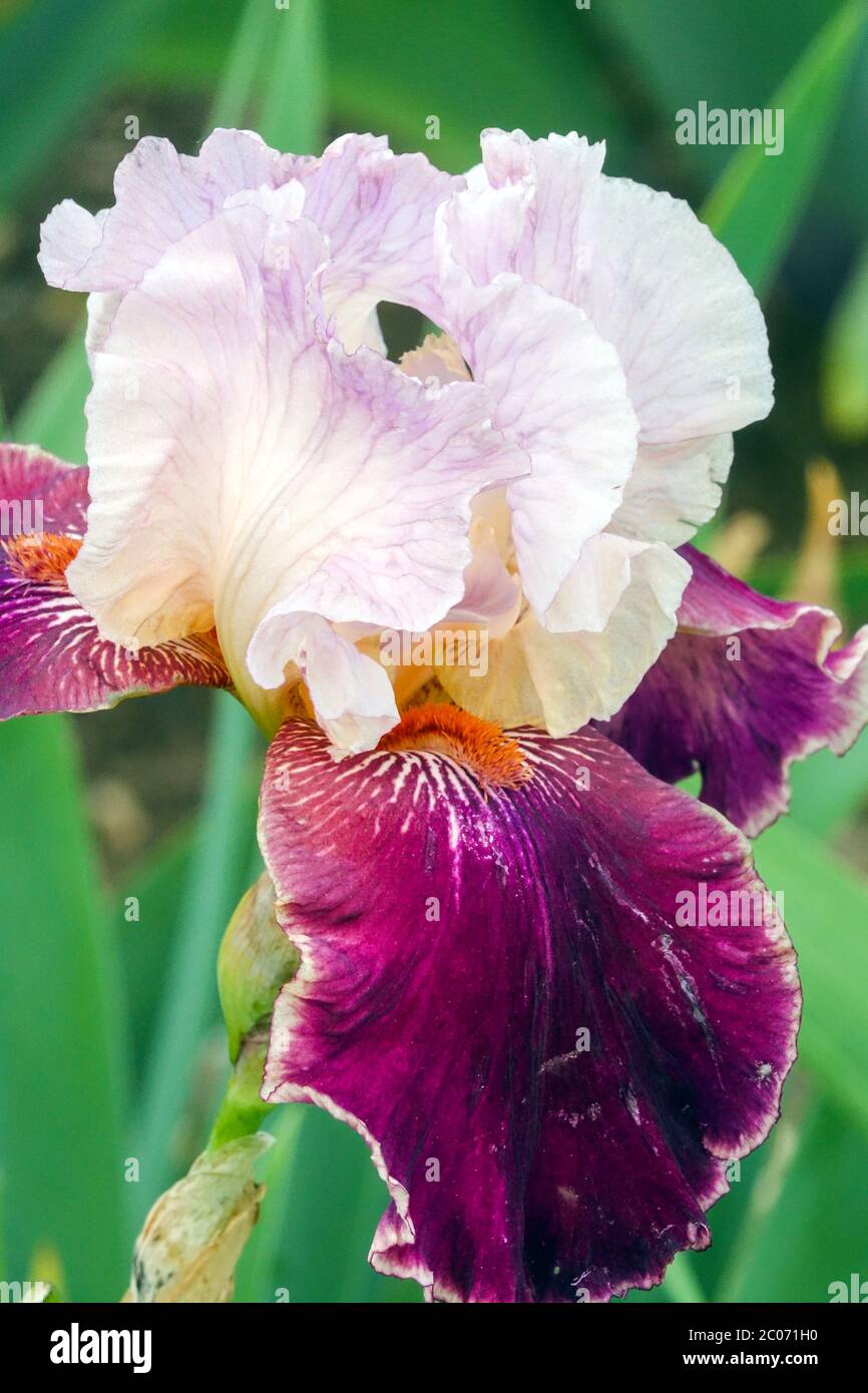 Iris Latin Lover Tall iris con bearing Foto Stock