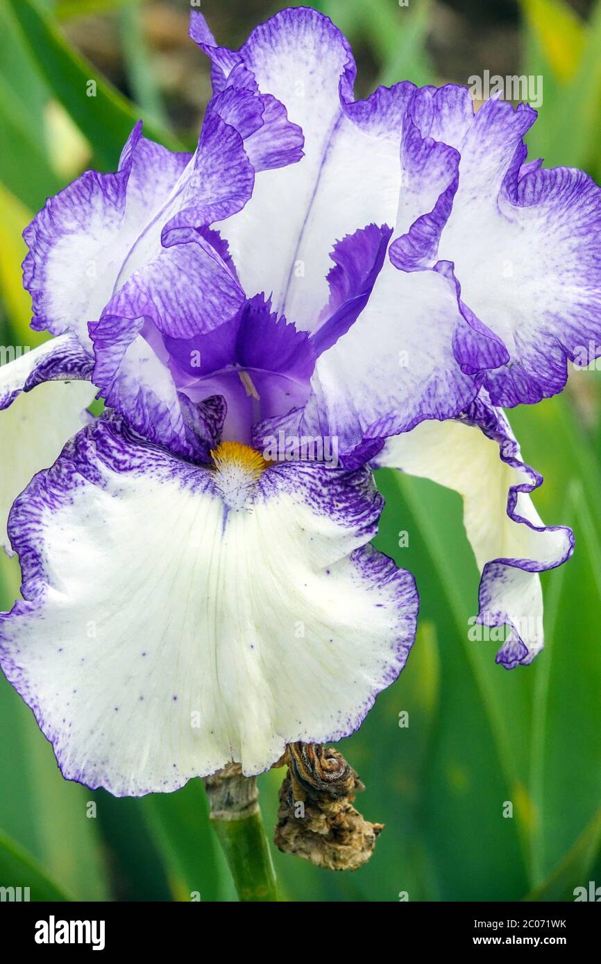 Iride 'Raziz Tall bearded iris, blu bianco Foto Stock