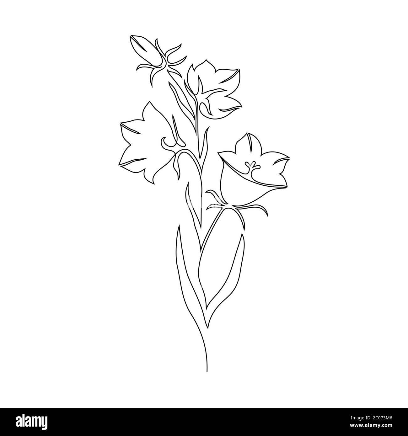 Fiore di campana blu su bianco Illustrazione Vettoriale