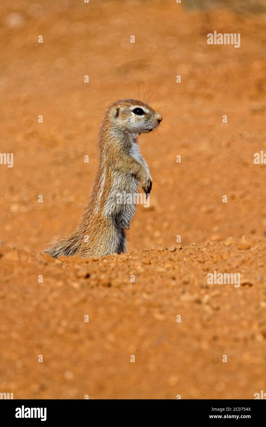 Scoiattolo africano di terra, allerta e in piedi. Sabbia desertica arancione in Namibia Foto Stock