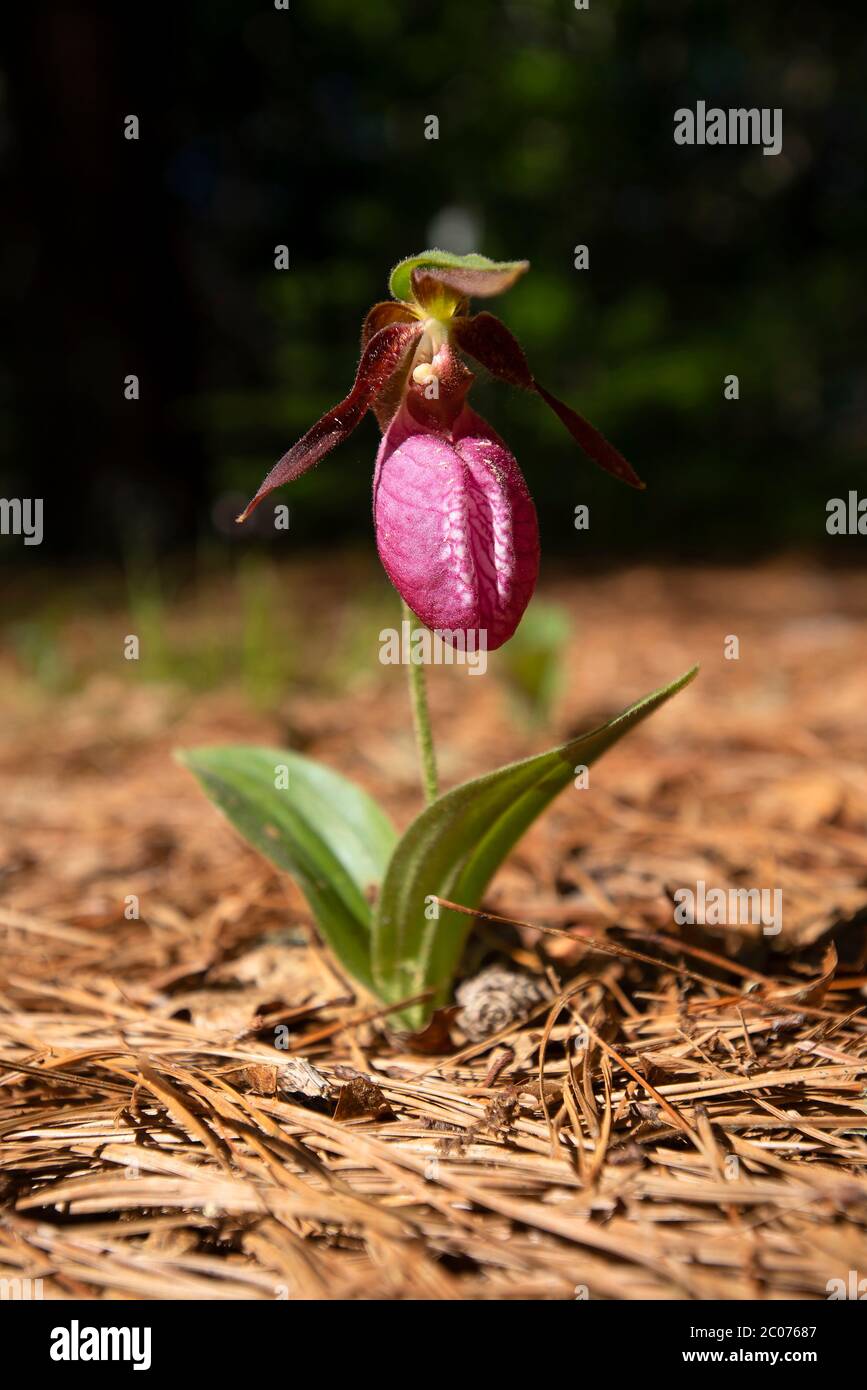 Un Slipper Pink Lady (Cypripedium acaule Ait.) su Cape Cod. Foto Stock