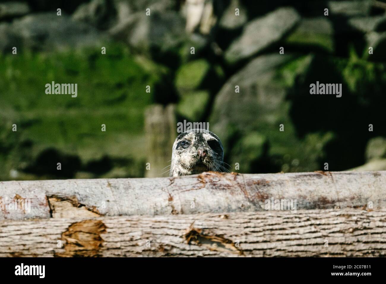 Dritto su ritratto di un giovane porto sigilla che si affaccia su un mucchio di tronchi Foto Stock