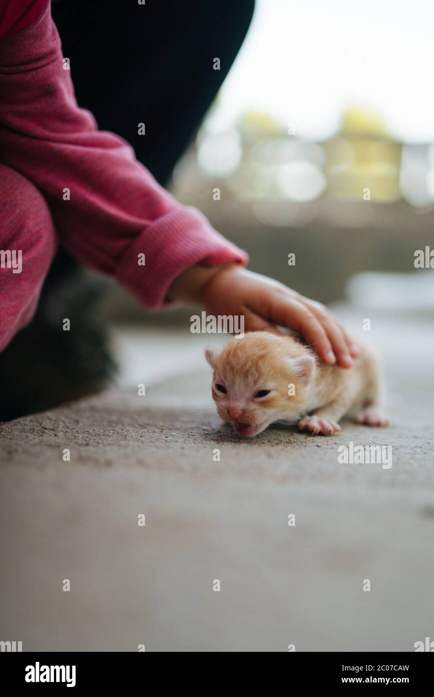 Bambina coccola con gatto. Foto Stock