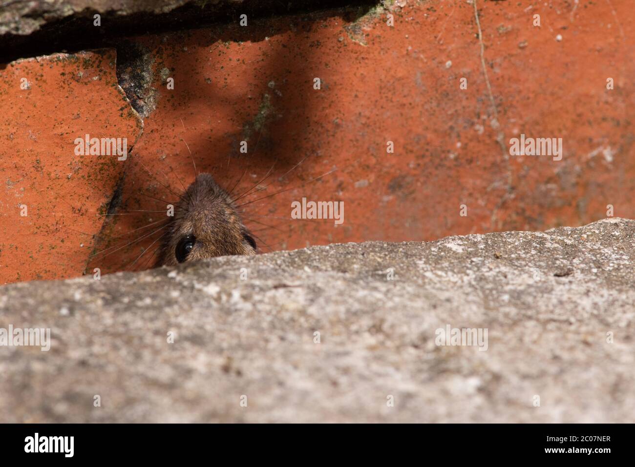 Mouse a scorrimento Foto Stock