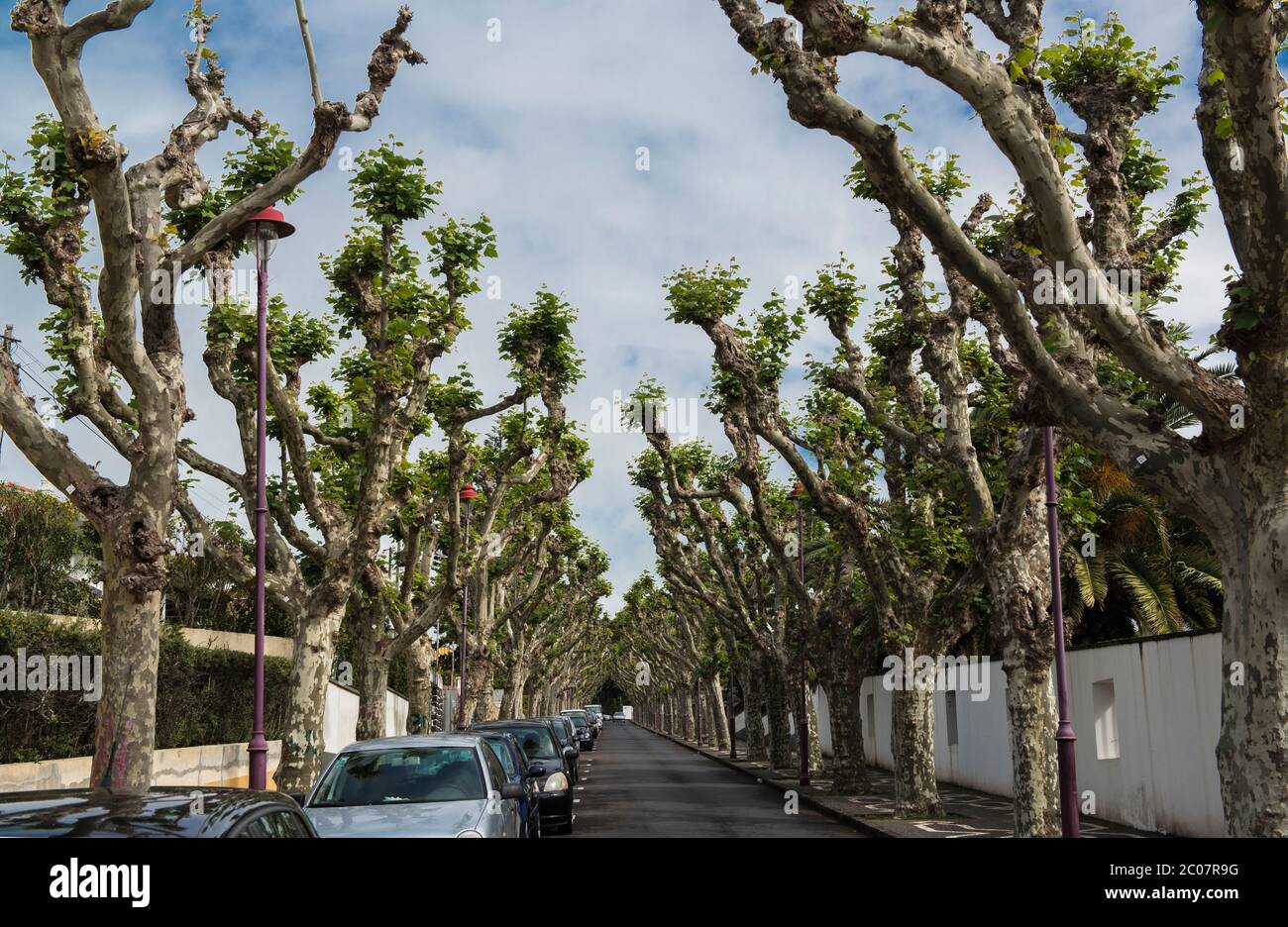 Alberi Alley a Ponta Delgada, Isola di Sao Miguel, Azzorre, Portogallo Foto Stock