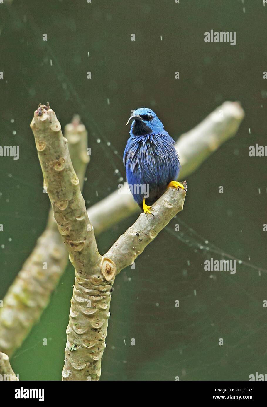 Lustro Honeysuperriduttore (Cyanerpes lucidus lucidus) maschio adulto arroccato sul ramo nella pioggia Honduras febbraio 2016 Foto Stock