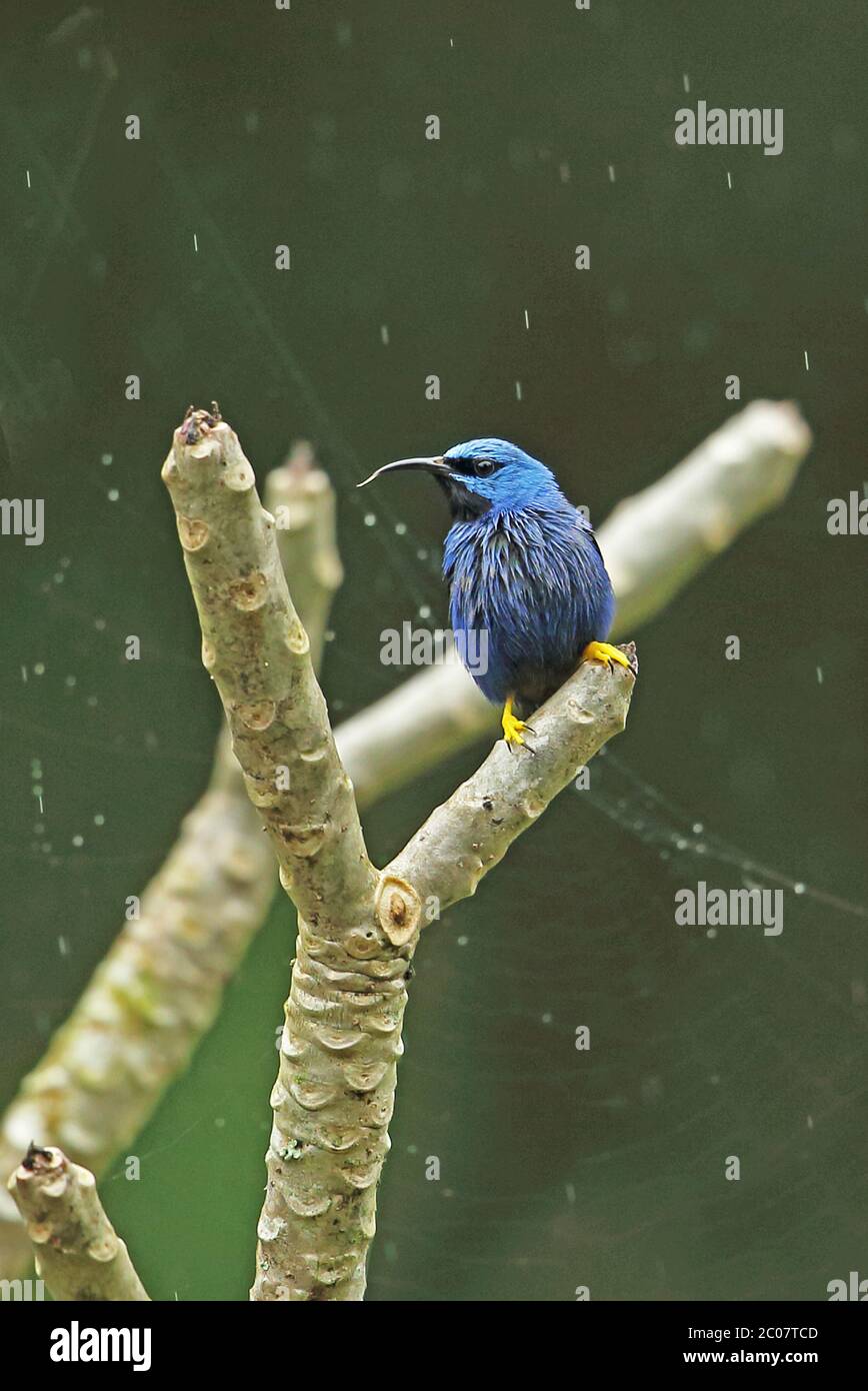 Lustro Honeysuperriduttore (Cyanerpes lucidus lucidus) maschio adulto arroccato sul ramo nella pioggia Honduras febbraio 2016 Foto Stock